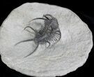 Top Quality Ceratarges Trilobite - #25168-4